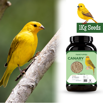 Premium Canary Seeds