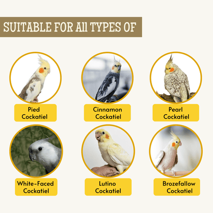  Cockatiel Healthy bird seed