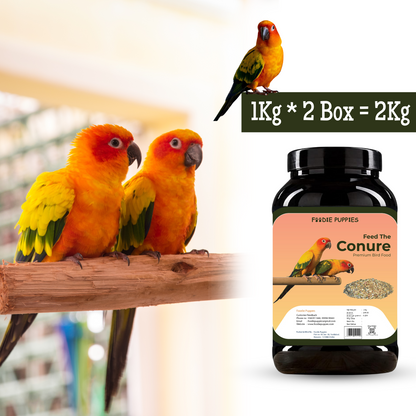 Sunburst Conure Parrot