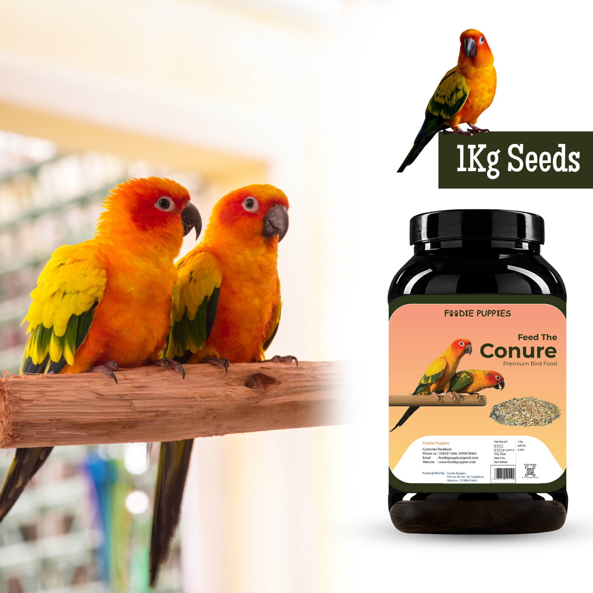 Sunburst Conure Parrot