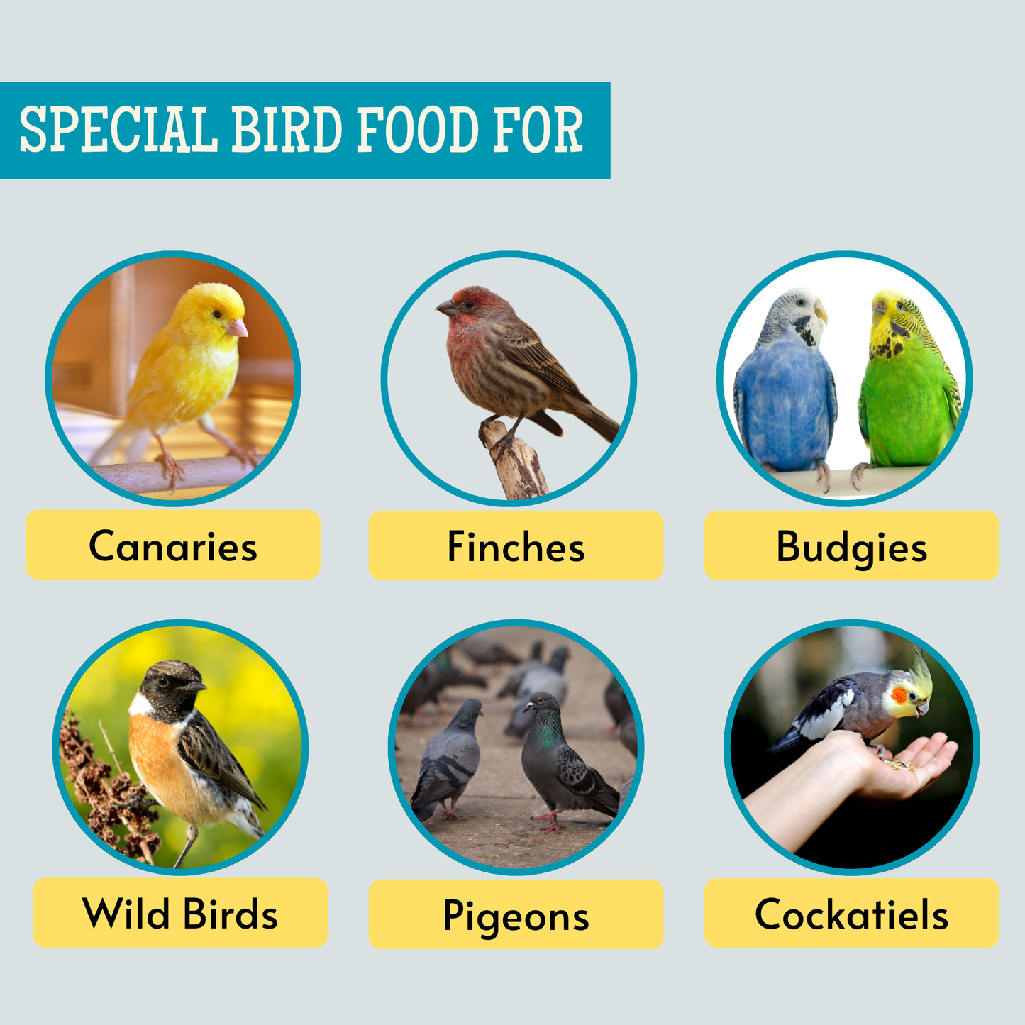 Bird Food