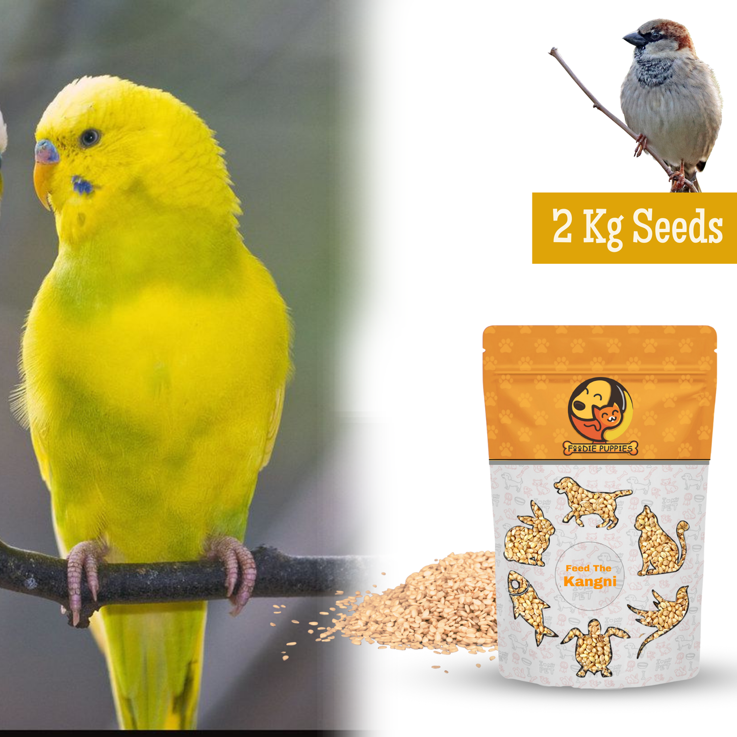 Kangani Seeds - 2 Kg | Premium Foxtail Millet Seeds for Birds