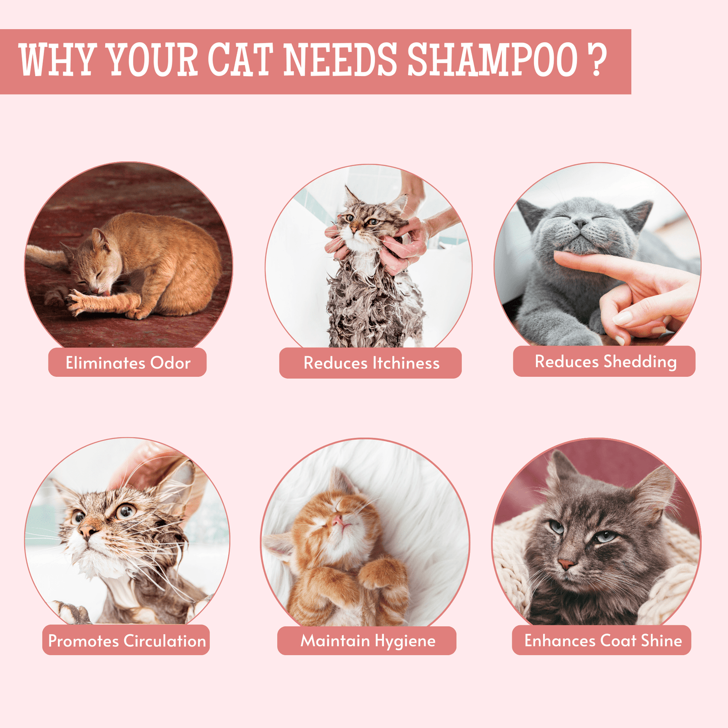 Cat Dandruff Shampoo