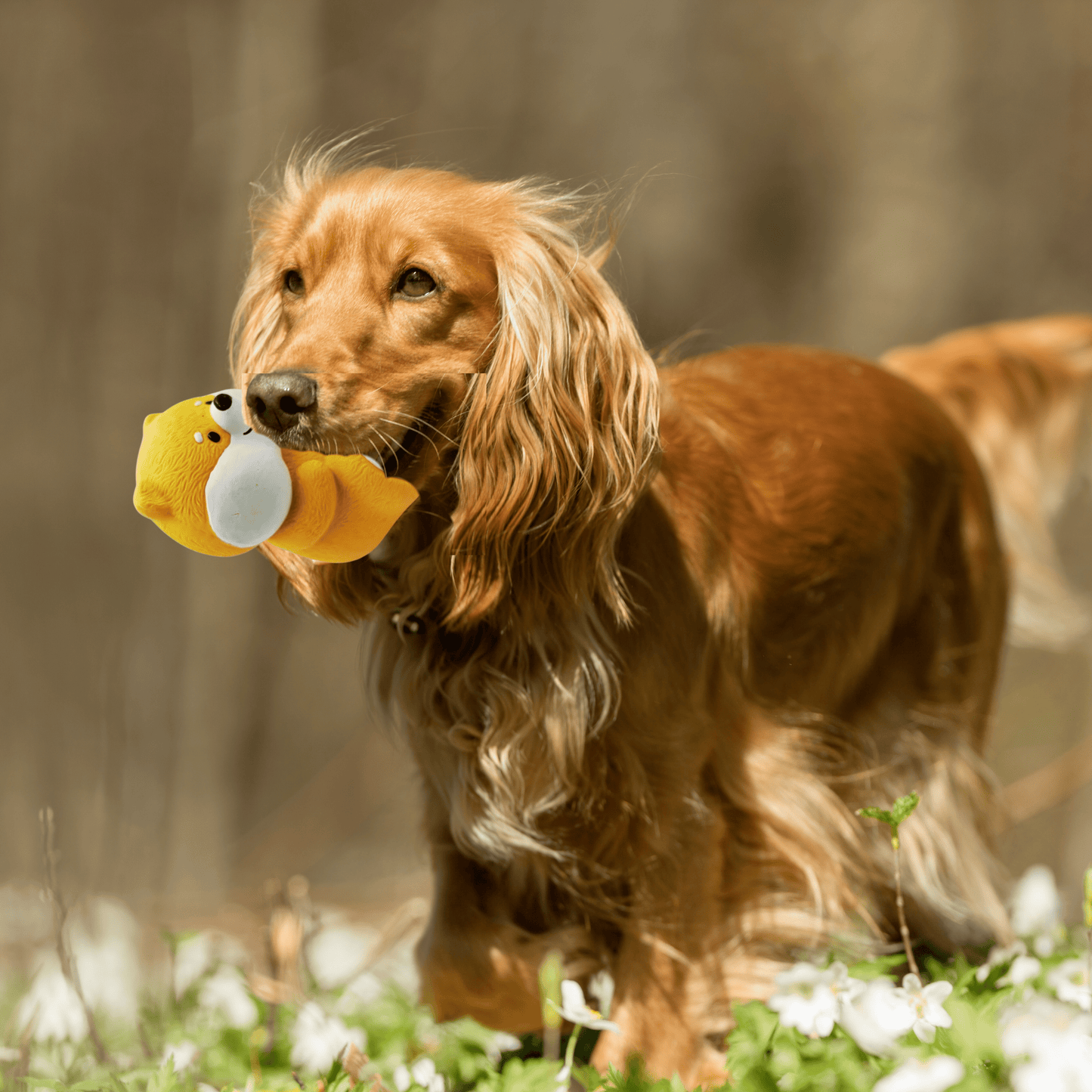 Desert Teddy (13cm) Interactive Latex Squeaky Chew Toy for Dogs and Puppies