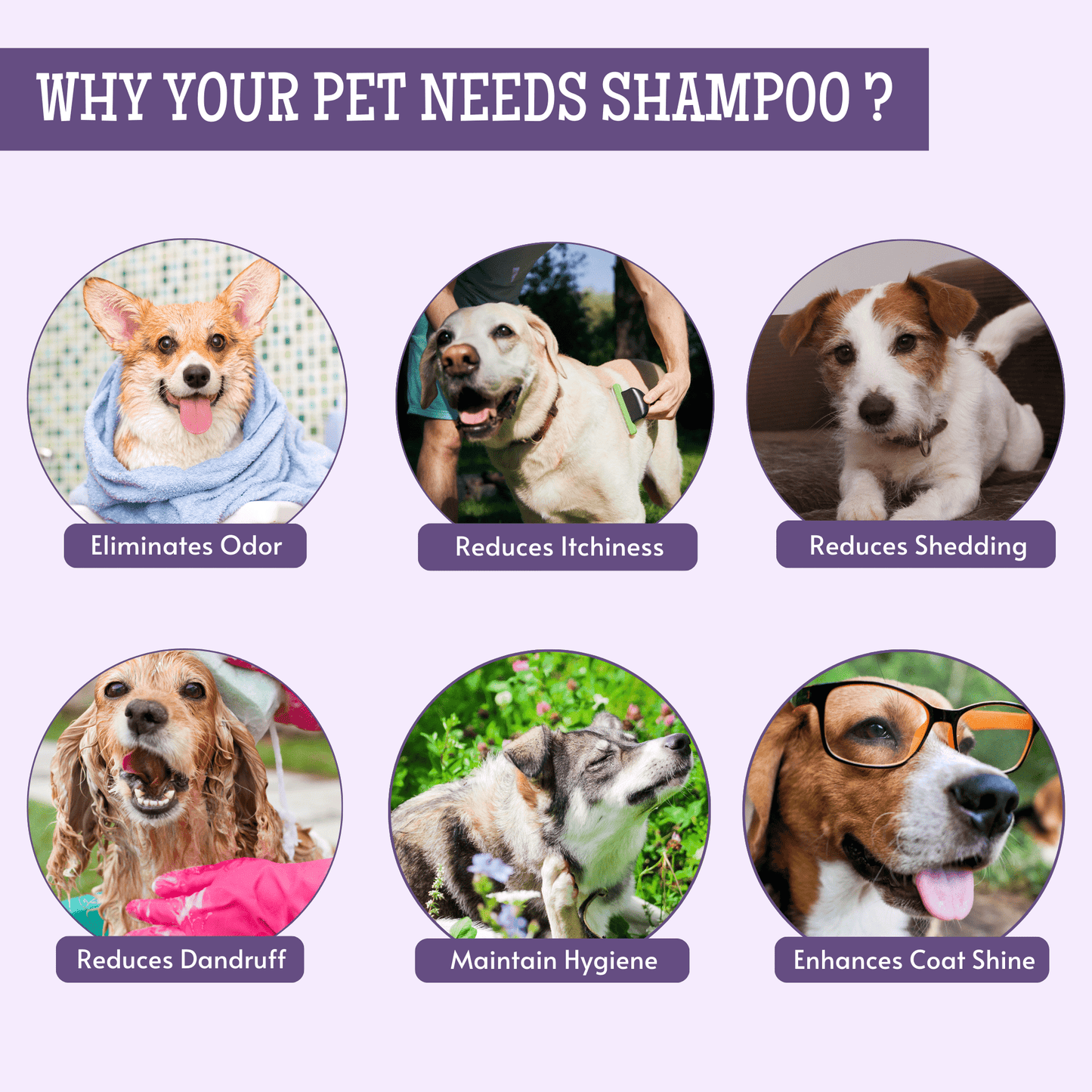 Pet Odor Control Shampoo