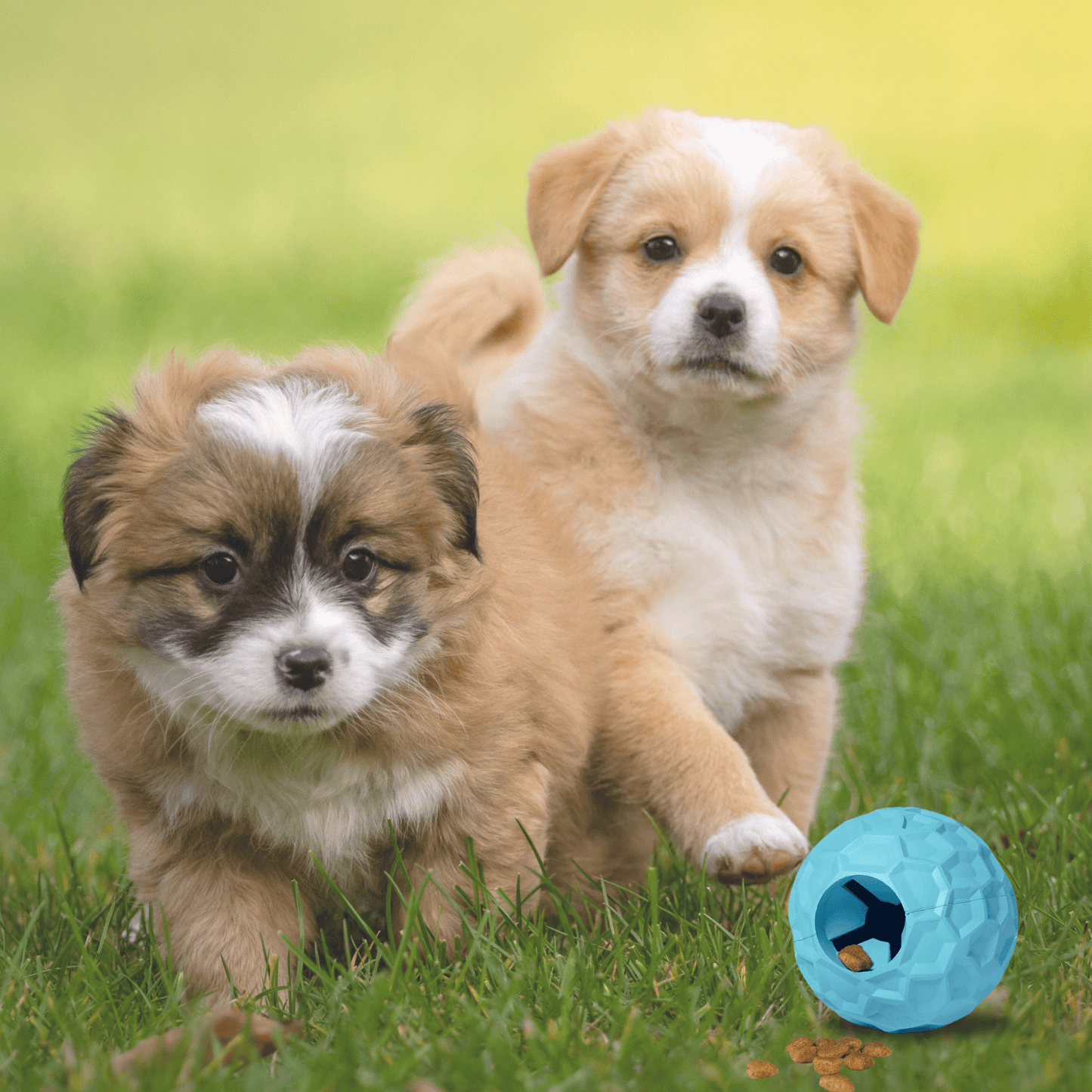 Dog Treat Dispenser Ball for Dogs and Puppies - Flick Ball