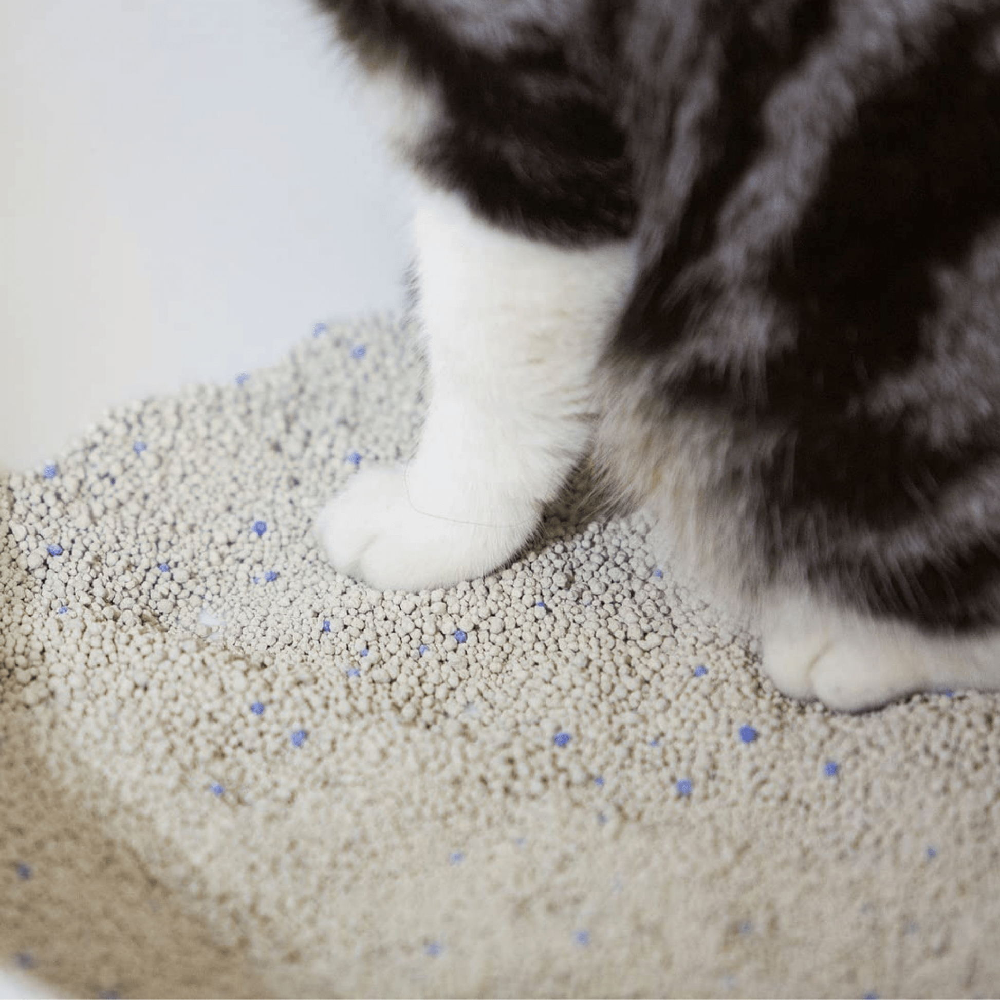 Natural cat litter