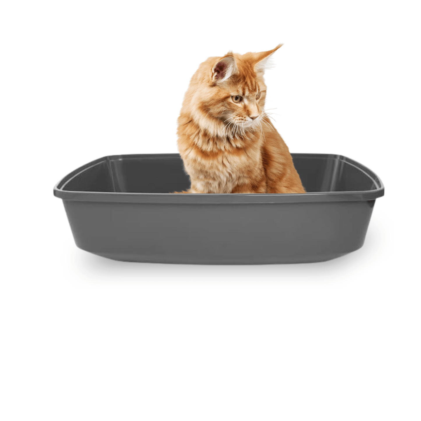 Cat litter pan