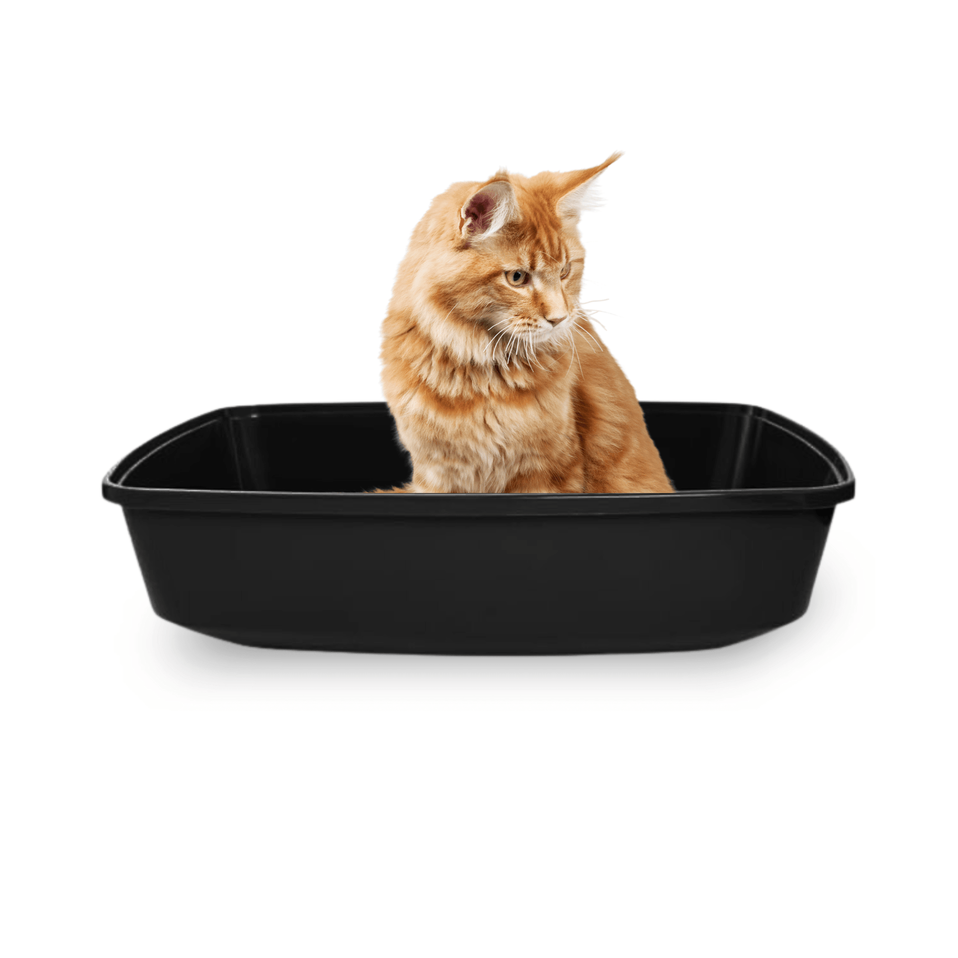 Cat litter pan