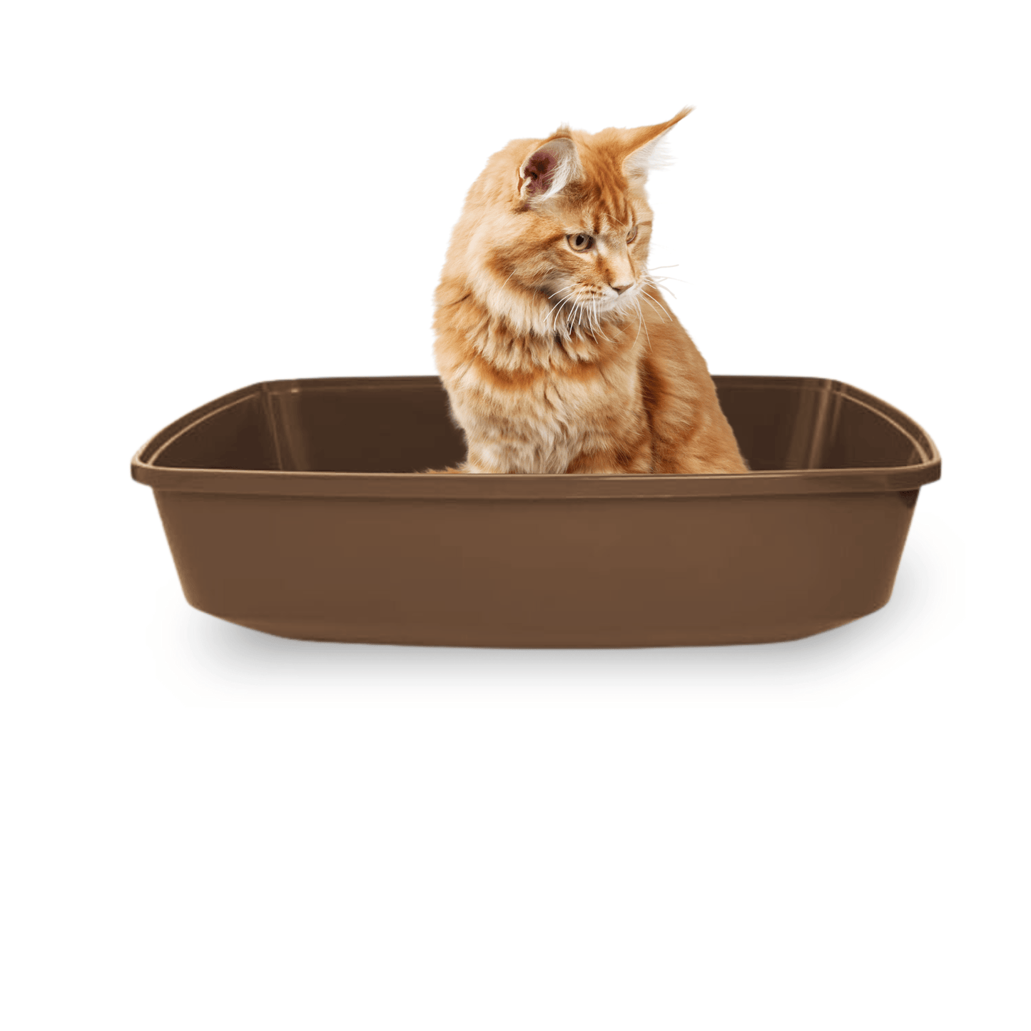 Open Cat litter Box