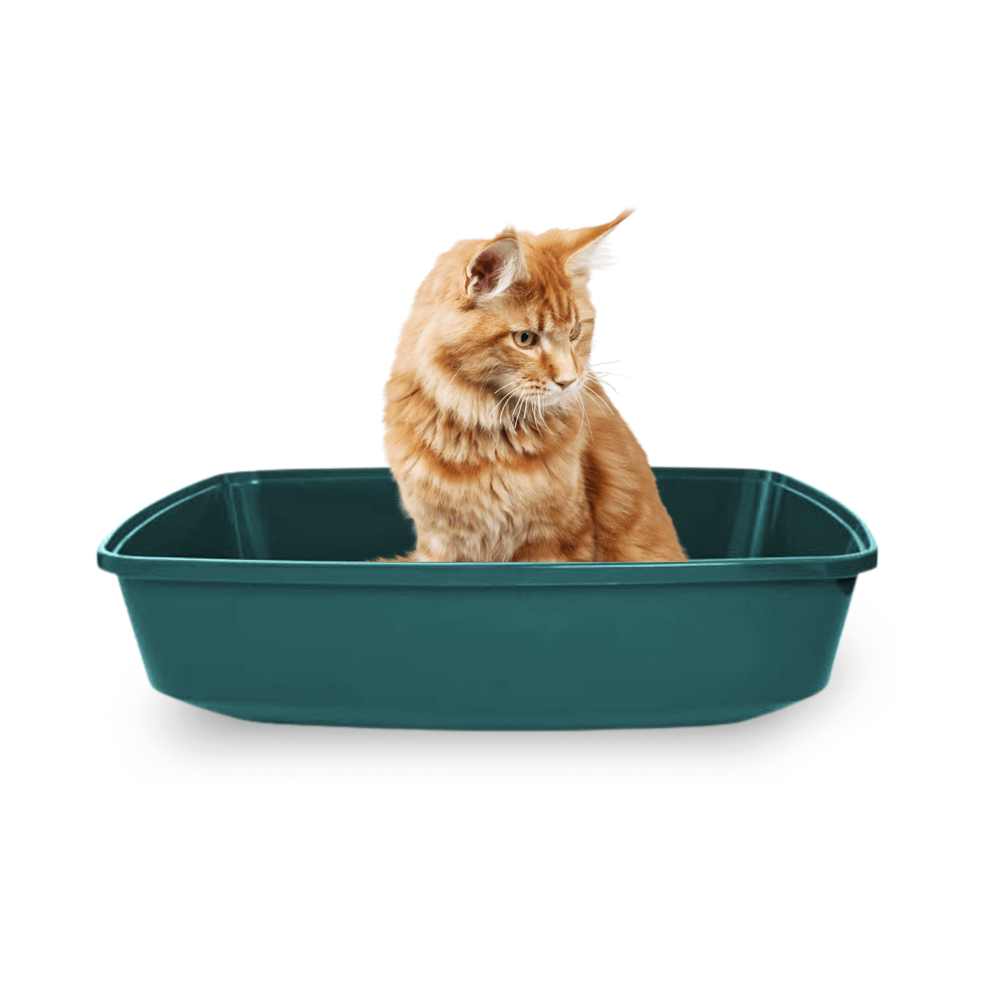 Cat litter pan