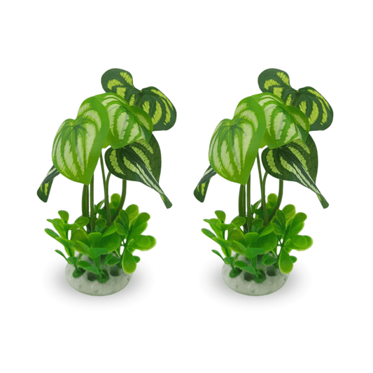 Spade Money Plant